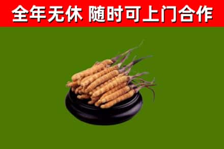 东丰县回收冬虫夏草