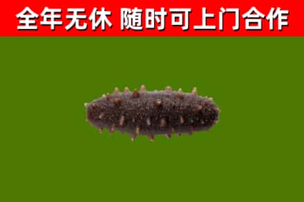 东丰县回收海参干